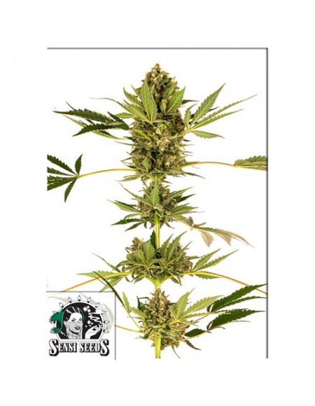 Sensi Seeds - Himalayan Cbd - 3 Semi