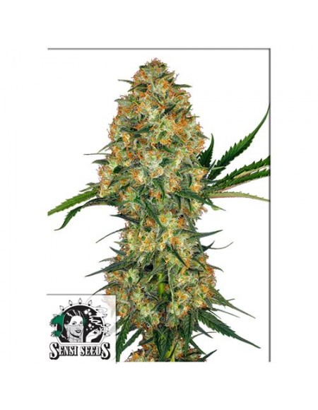 Sensi Seeds - Hindu Kush Femminizzata - 1 Seme