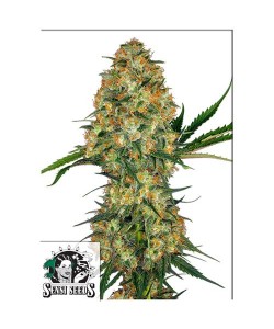 Sensi Seeds - Hindu Kush...