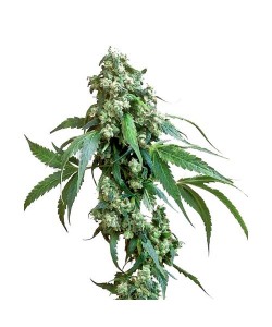 Sensi Seeds - Jack Flash...