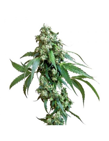 Sensi Seeds - Jack Flash Femminizzata - 3 Semi