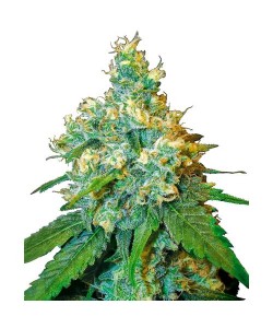 Sensi Seeds - Jack Herer...