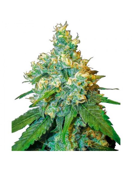 Sensi Seeds - Jack Herer Femminizzata - 3 Semi