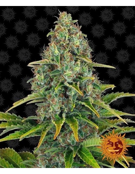 Barney's Farm - Amnesia Haze Auto - 1 Seme di cannabis da collezione ganja