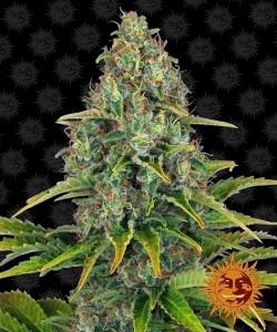 Barney's Farm - Amnesia Haze - 3 Semi Auto