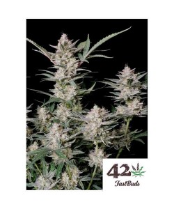 Fast Buds - Strawberry...
