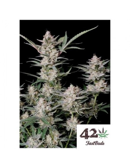 Fast Buds - Strawberry Gorilla Auto - 1 Seme