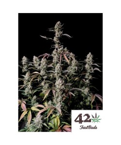 Fast Buds - Gorilla...