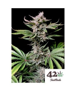 Fast Buds - Cherry Cola...