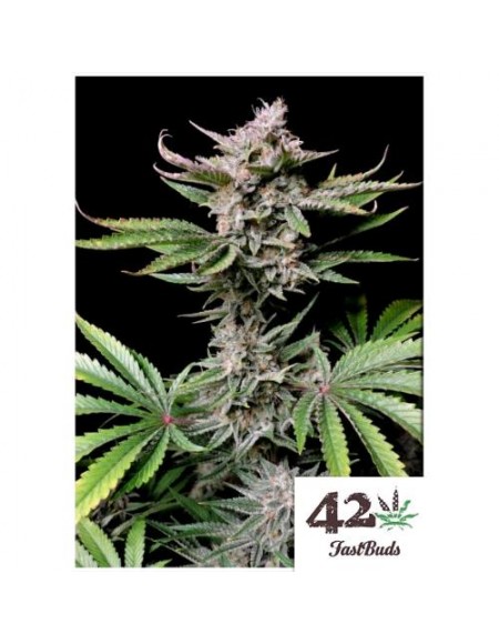 Fast Buds - Cherry Cola Auto - 5 Semi