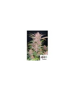 Fast Buds - Gorilla Punch...