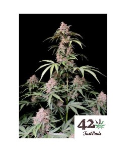Fast Buds - Amnesia...