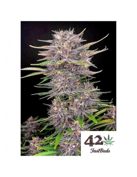Fast Buds - Banana Purple Punch Auto - 100 Semi