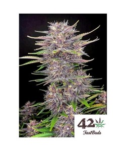 Fast Buds - Banana Purple...