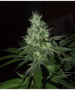 The Grateful Seeds - Frosted Madness - 3 Semi