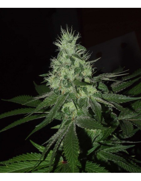 The Grateful Seeds - Frosted Madness - 3 Semi