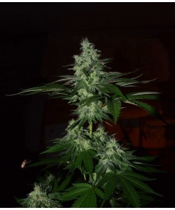 The Grateful Seeds - Frosted Madness - 3 Semi 2
