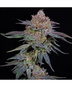 The Grateful Seeds - Orange...