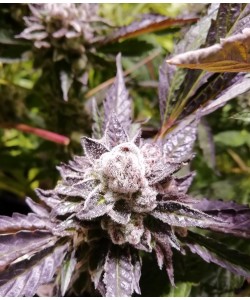 The Grateful Seeds - Orange... 2