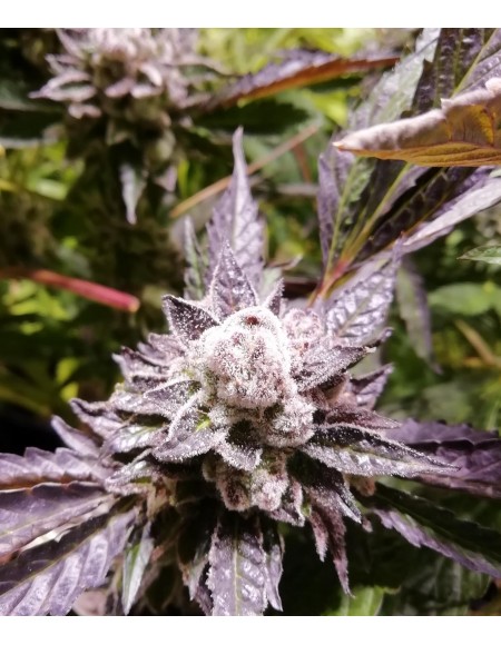 The Grateful Seeds - Orange Groovy Bx - 3 Semi...