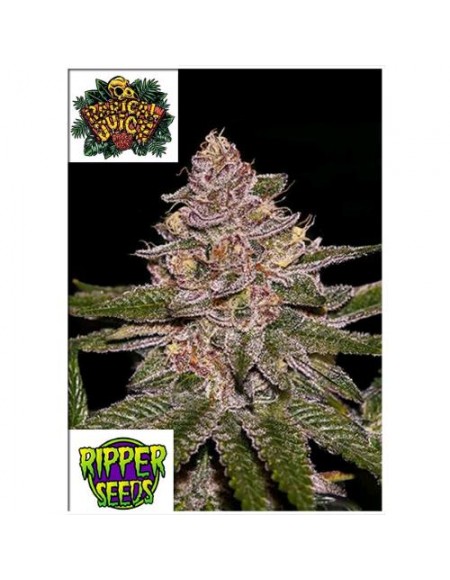 Ripper Seeds - Radical Juice - 1 Seme