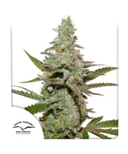 Dutch Passion - Amsterdam...