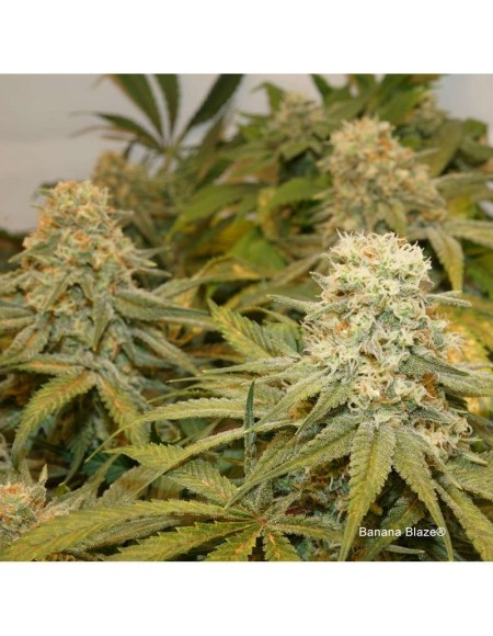 Dutch Passion - Banana Blaze - 10 Semi Fem