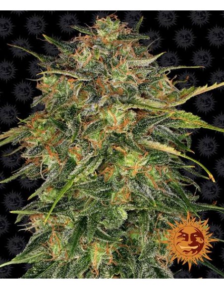 Barney's Farm - Cheese - 1 Seme