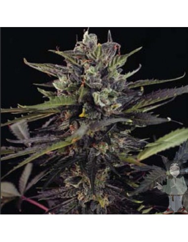 Dutch Passion - Blueberry - 10 Semi fem