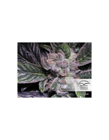 Dutch Passion - Blueberry - 10 Semi fem