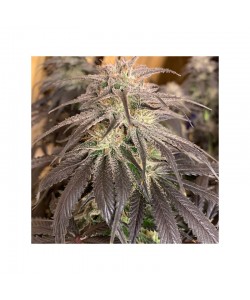 Dutch Passion - Bubba Island Kush - 3 Semi Fem 2