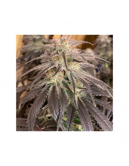 Dutch Passion - Bubba Island Kush - 3 Semi Fem