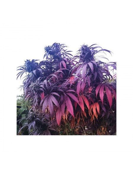 Dutch Passion - Bubba Island Kush - 5 Semi Fem