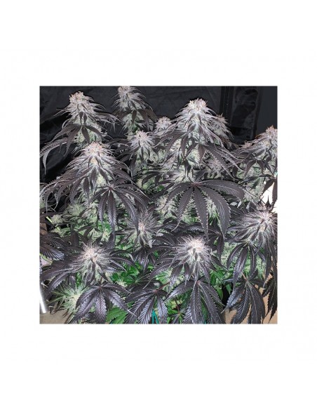 Dutch Passion - Bubba Island Kush - 5 Semi Fem