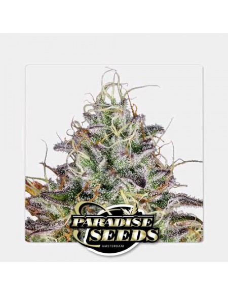 Paradise Seeds - Apricot Candy - 1 Seme