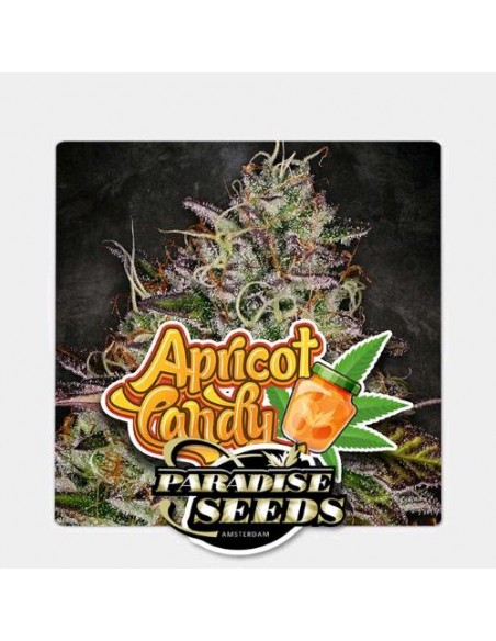 Paradise Seeds - Apricot Candy - 5 Semi