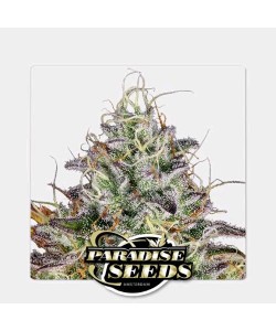 Paradise Seeds - Apricot...