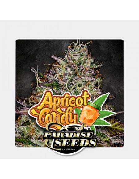 Paradise Seeds - Apricot Candy - 50 Semi