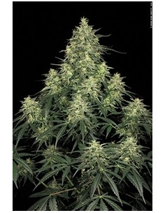 Paradise Seeds - Atomical Haze - 5 Semi Femminizzati 2