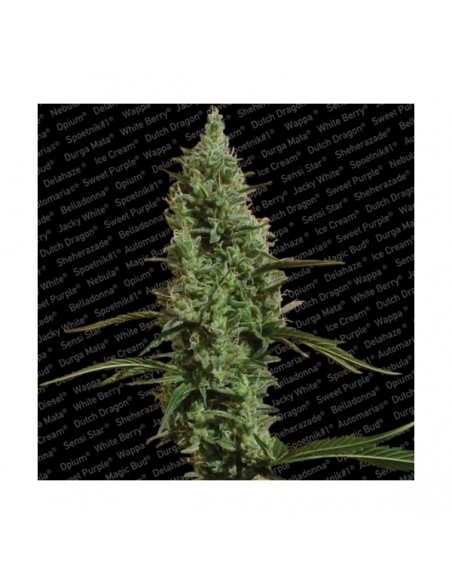 Paradise Seeds - Atomical Haze - 5 Semi Femminizzati