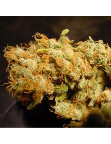 Paradise Seeds - Belladonna - 5 Semi Femminizzati