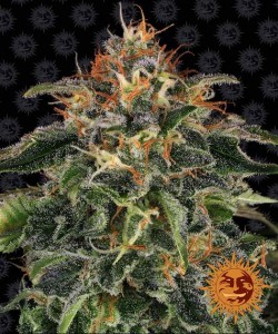 Barney's Farm - Moby Dick - 1 Seme - Femminizzato
