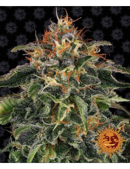 Barney's Farm - Moby Dick - 1 Seme - Femminizzato