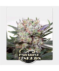 Paradise Seeds -...