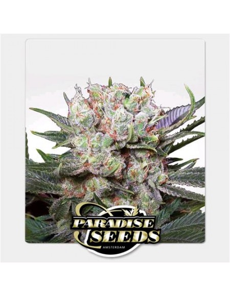 Paradise Seeds - Californian Gold - 3 Semi