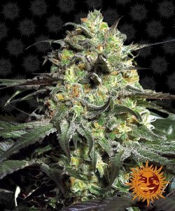 Barney's Farm - Peyote Cookies - 1 Seme - Femminizzato 2