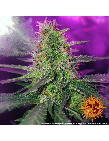 Barney's Farm - Peyote Cookies - 3 Semi -...