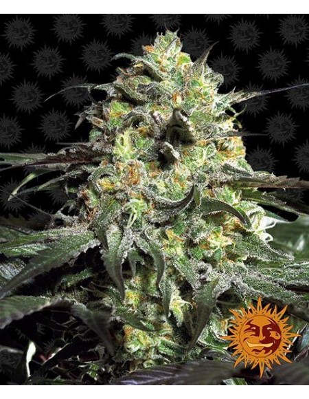 Barney's Farm - Peyote Cookies - 5 Semi -...