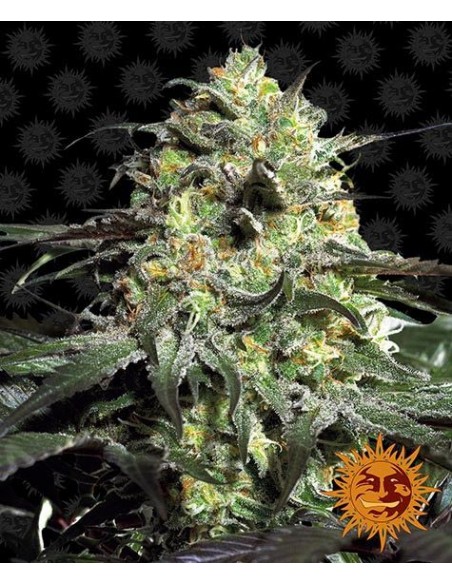 Barney's Farm - Peyote Cookies - 5 Semi - Femminizzati