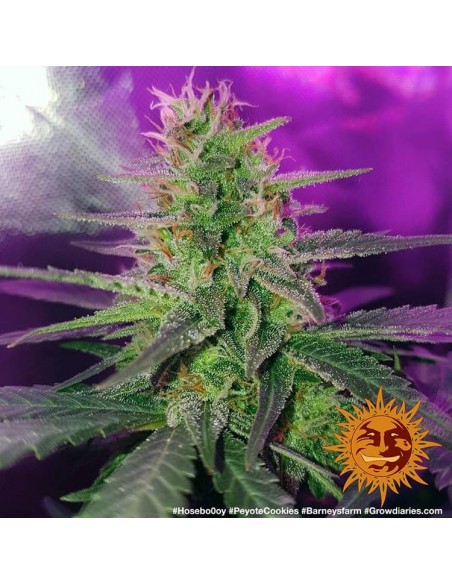 Barney's Farm - Peyote Cookies - 5 Semi - Femminizzati